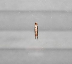 Crypsitricha agriopa