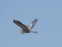Ardea herodias