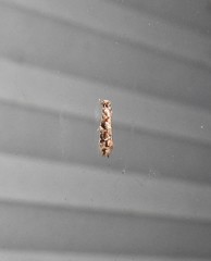 Crypsitricha agriopa