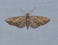 Eupithecia columbiata