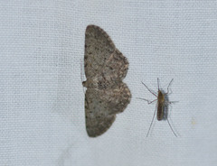 Eupithecia tripunctaria