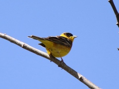 Emberiza melanocephala
