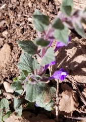 Scutellaria tuberosa