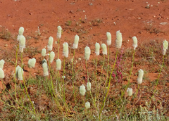 Ptilotus xerophilus