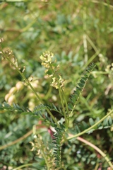 Astragalus douglasii