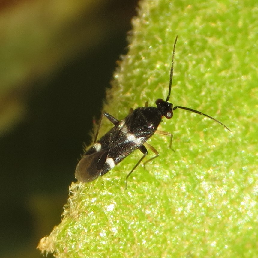 Tuxedo susansolomonae