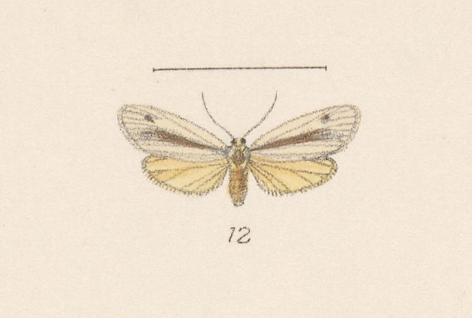 Leucorhodia
