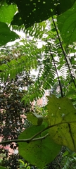 Angiospermae
