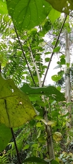 Angiospermae