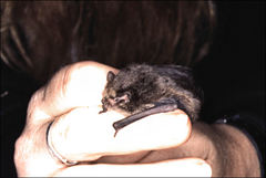 Vespadelus vulturnus