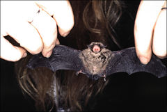 Vespadelus vulturnus