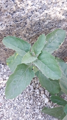 Pitraea cuneato-ovata