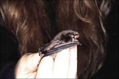 Vespadelus vulturnus