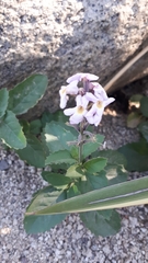 Pitraea cuneato-ovata