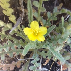 Mentzelia montana