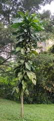 Magnoliopsida