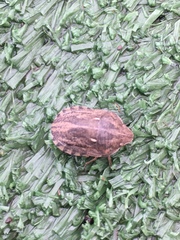 Eurygaster integriceps