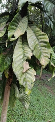 Magnoliopsida