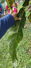 Magnoliopsida