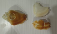 Strombus alatus image