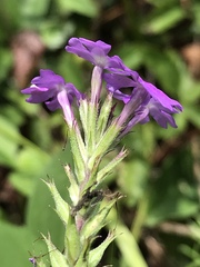 Creeping Vervain (Verbena tenera)