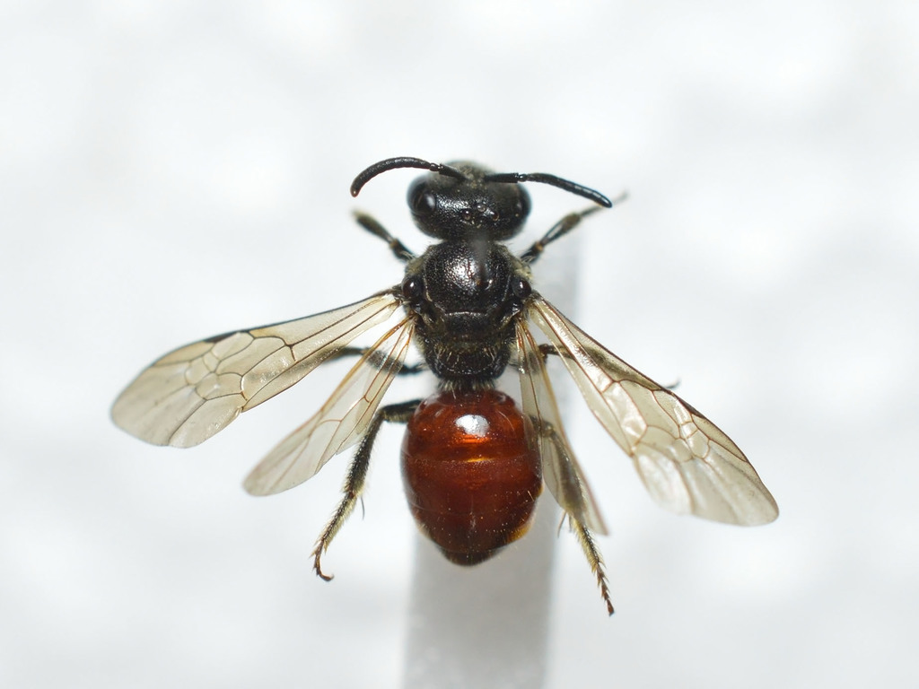 Dull-headed Blood Bee