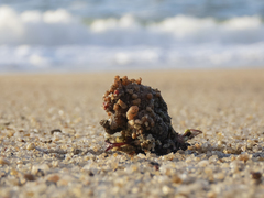 Pyura chilensis
