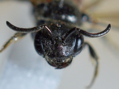 Sphecodes ferruginatus