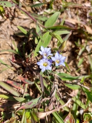Gentiana loureiroi