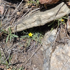 Mentzelia montana