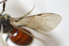 Sphecodes ferruginatus