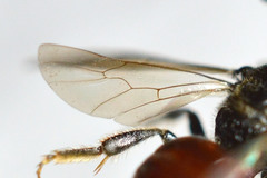Sphecodes ferruginatus