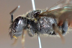 Sphecodes ferruginatus
