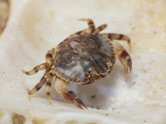 Metacarcinus edwardsii