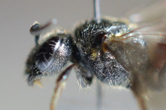 Sphecodes ferruginatus