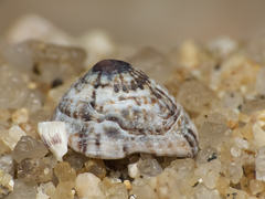 Siphonaria lessonii