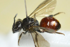 Sphecodes ferruginatus