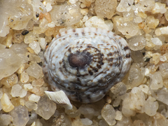 Siphonaria lessonii