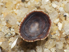 Siphonaria lessonii