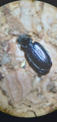 Bembidion recticolle