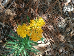Asclepias tuberosa interior