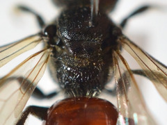 Sphecodes ferruginatus