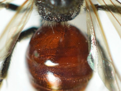 Sphecodes ferruginatus