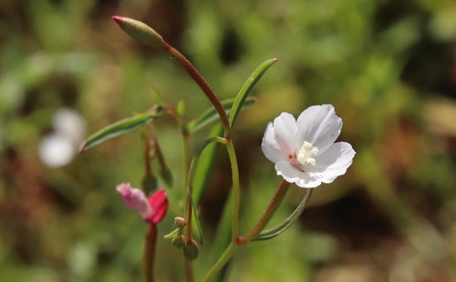 Canyon clarkia (Clarkia epilobioides)