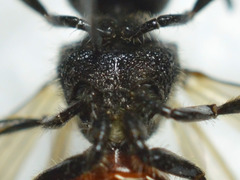 Sphecodes ferruginatus