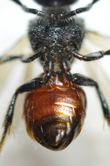 Sphecodes ferruginatus