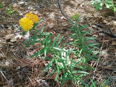 Asclepias tuberosa interior