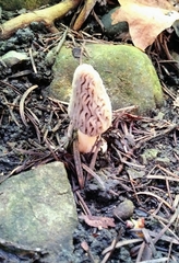 Morchella tridentina