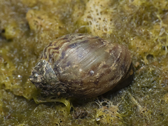 Chilinoidea