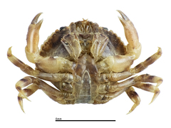 Metacarcinus edwardsii